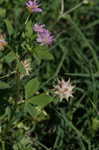 Persian clover